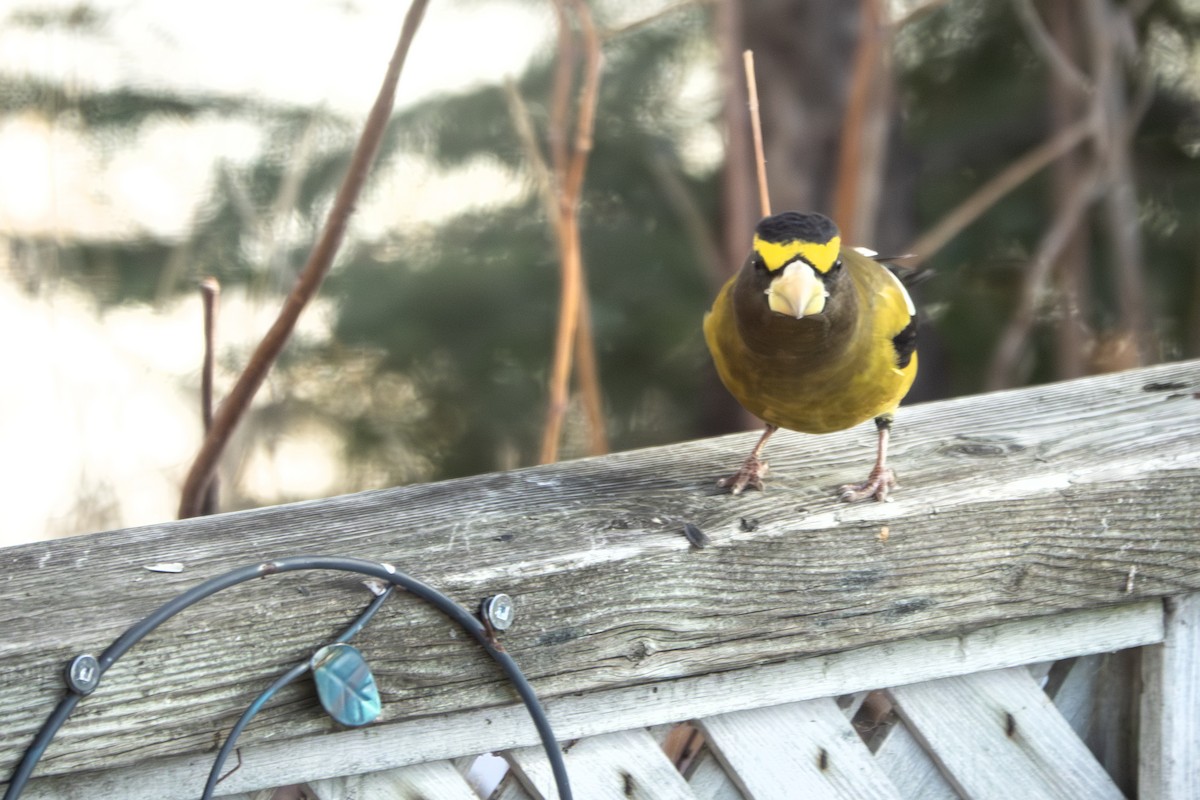 Evening Grosbeak - ML646044551