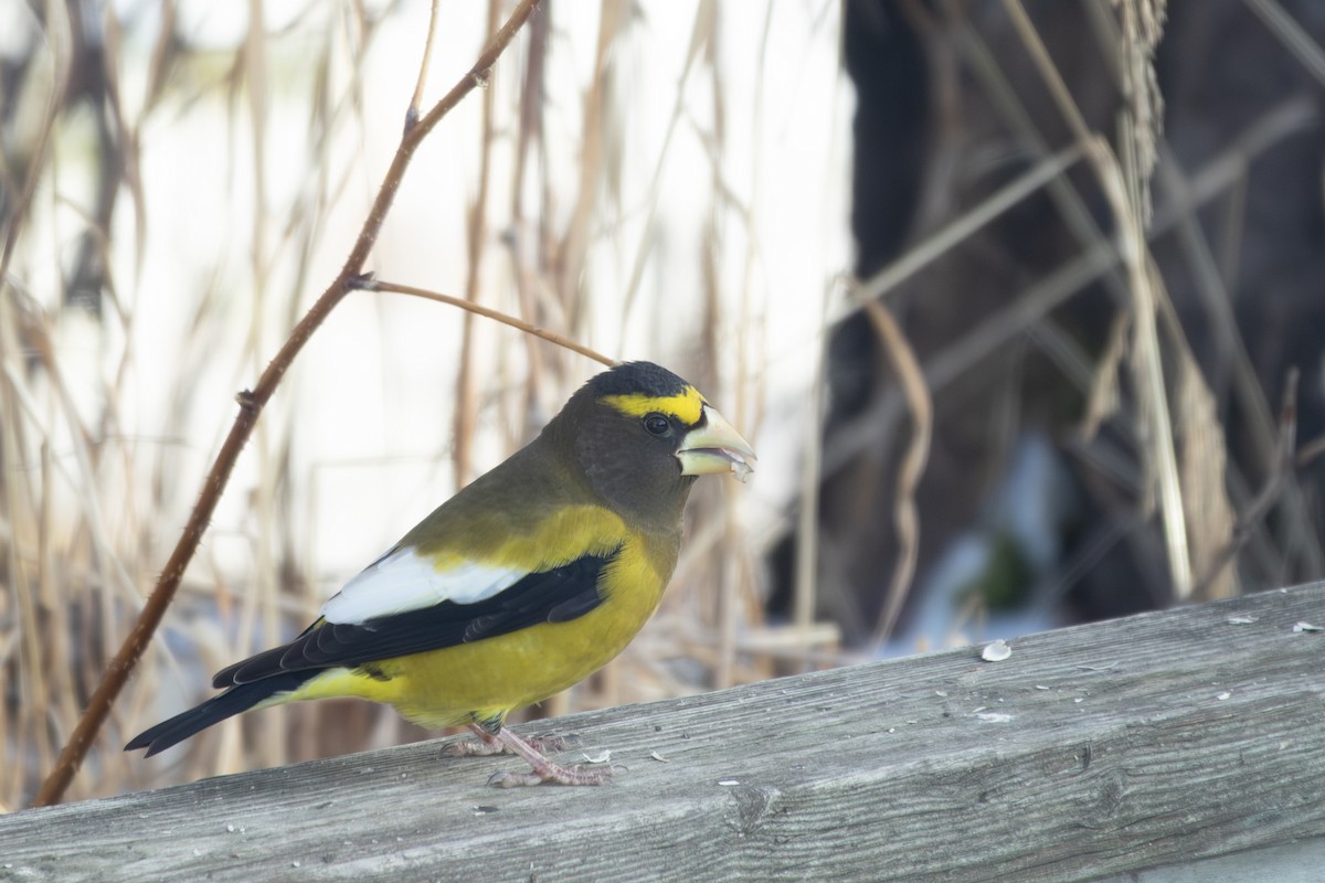 Evening Grosbeak - ML646044552