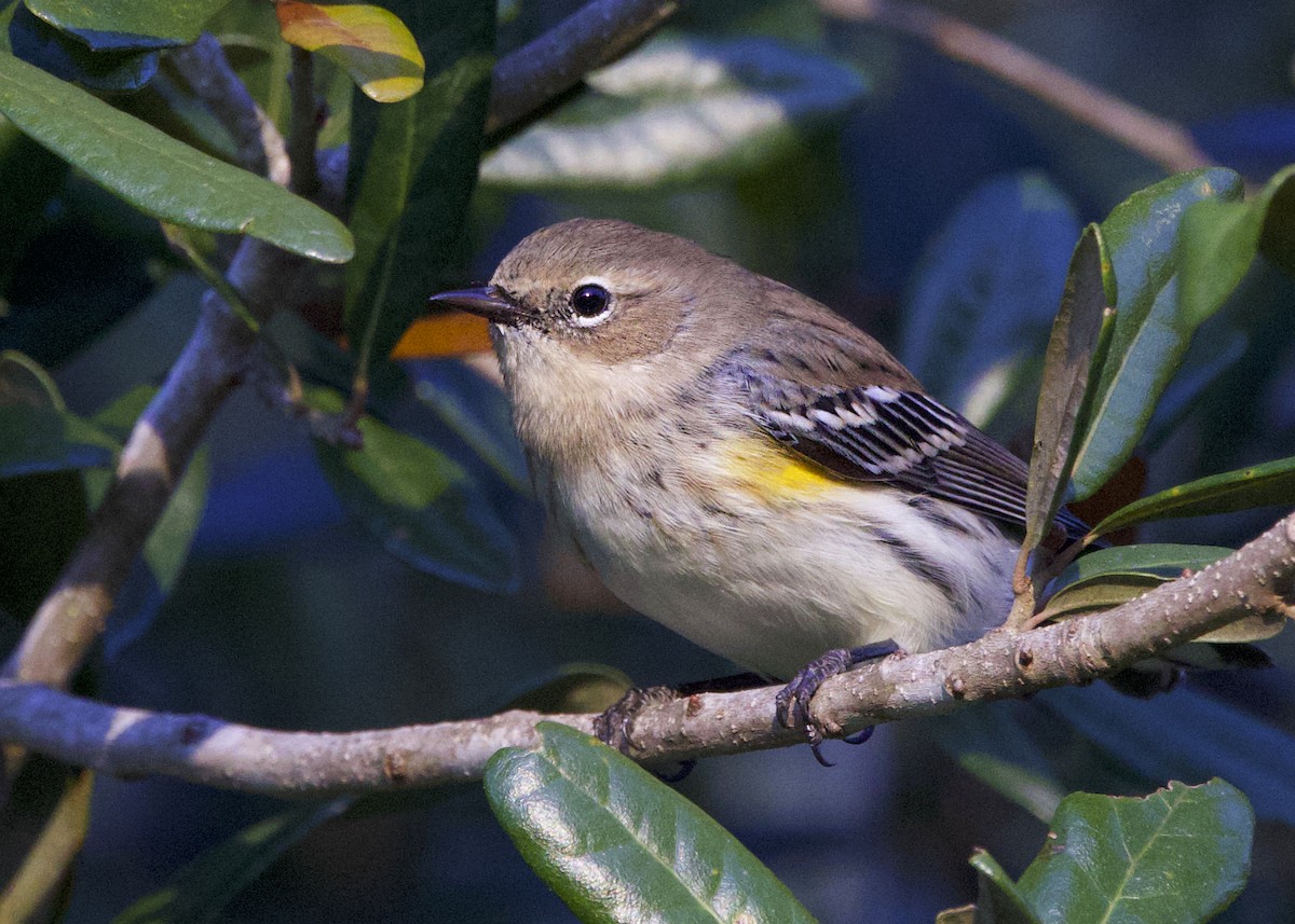 Yellow-rumped Warbler - ML646044553