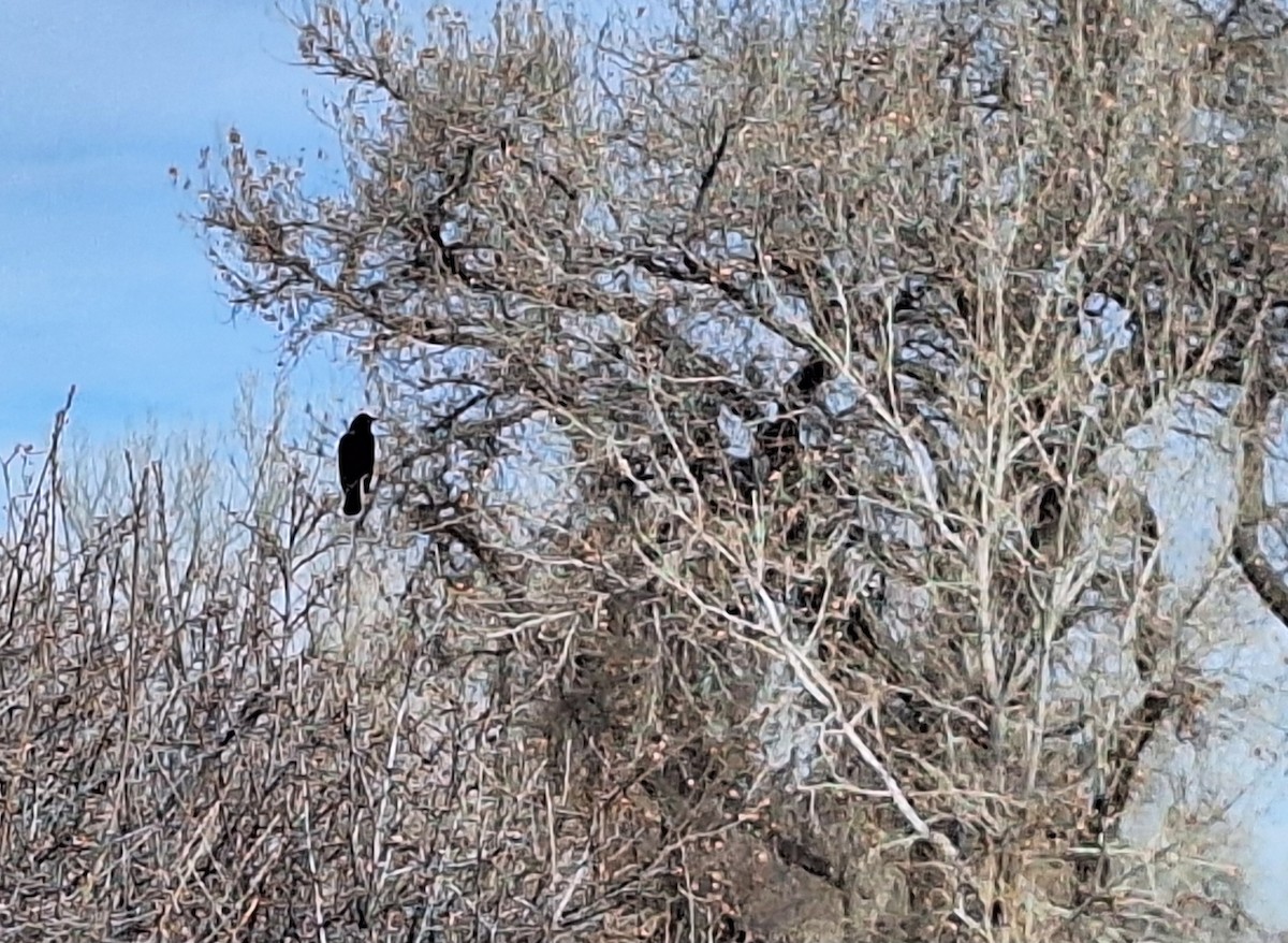 Red-winged Blackbird - ML646044555