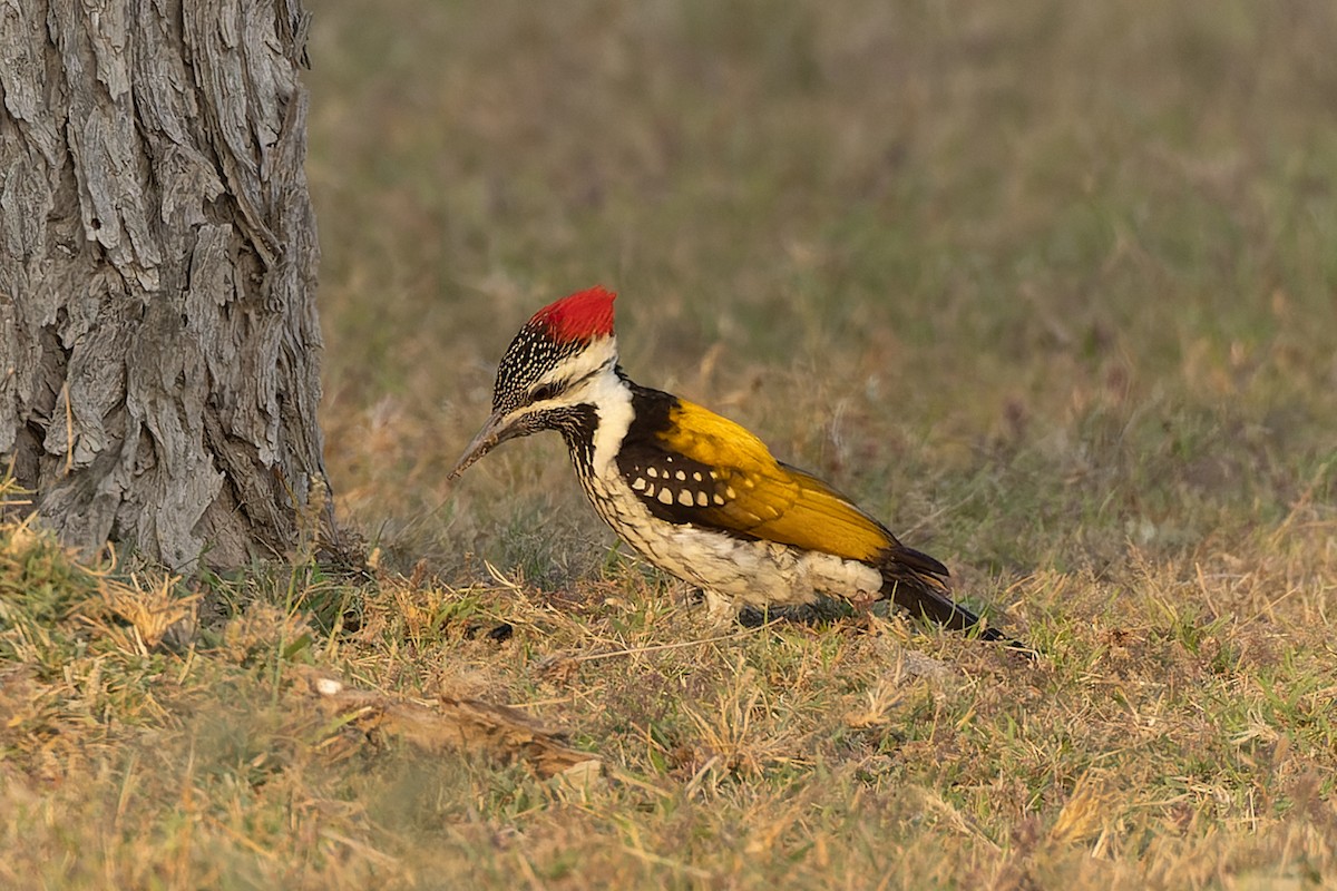 Black-rumped Flameback - ML646044556