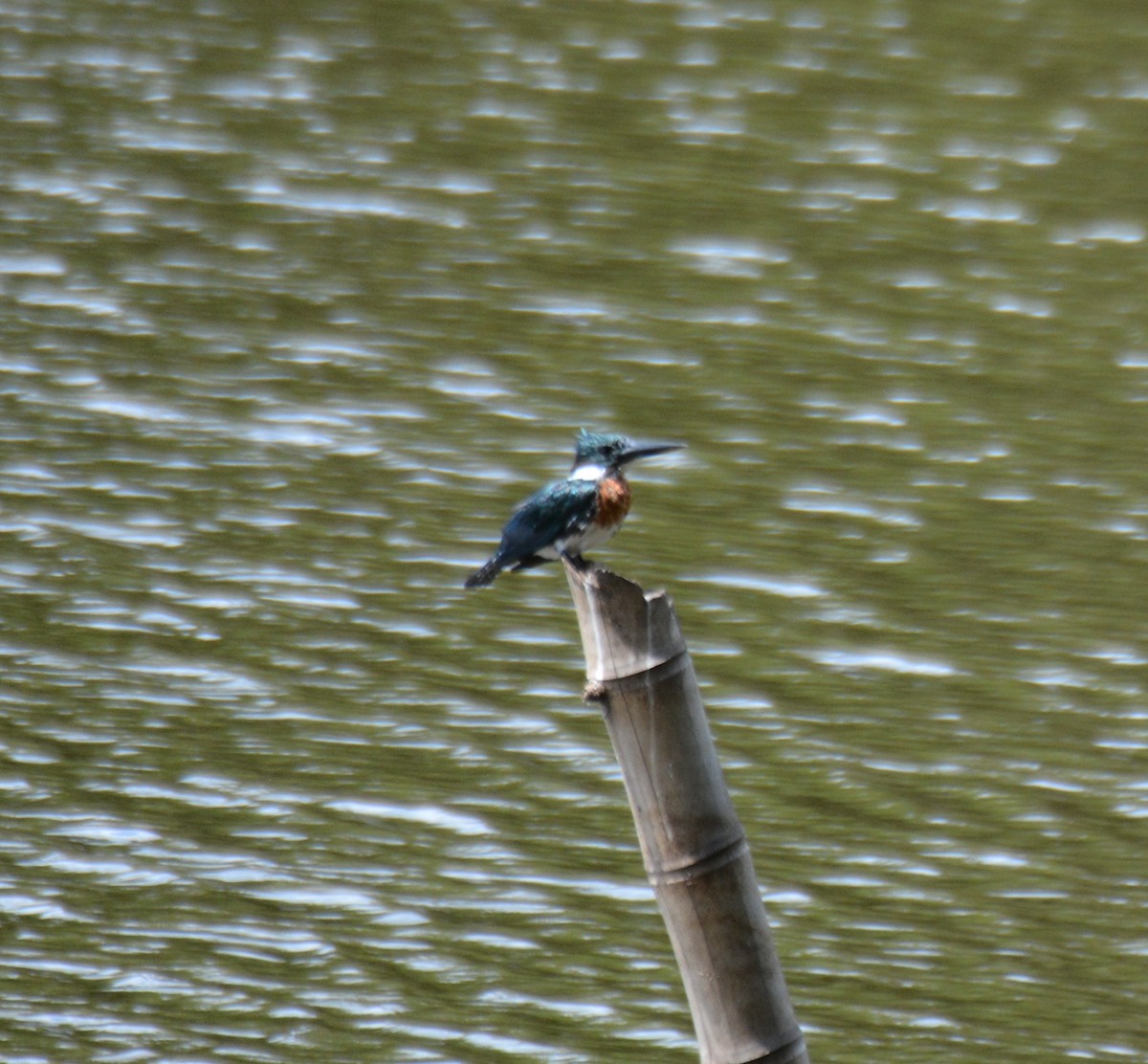 Amazon Kingfisher - ML646044557
