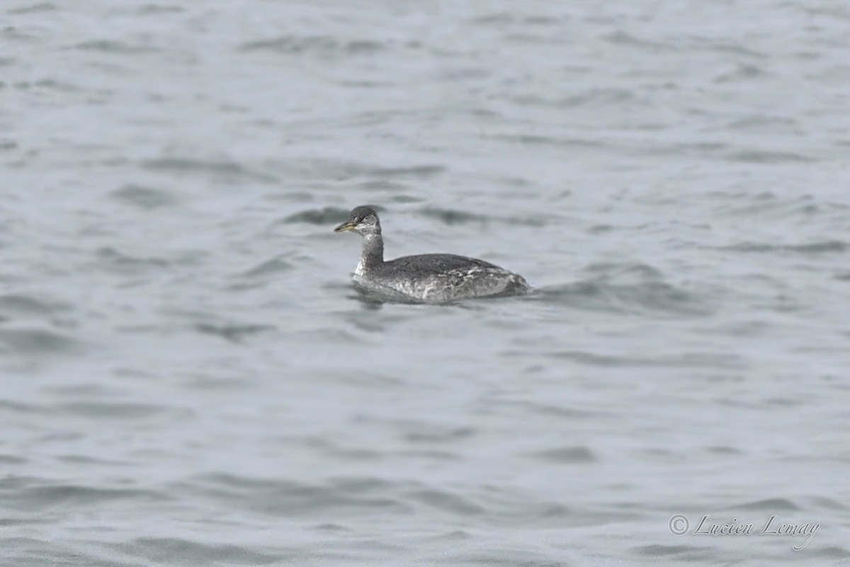 Red-necked Grebe - ML646044559