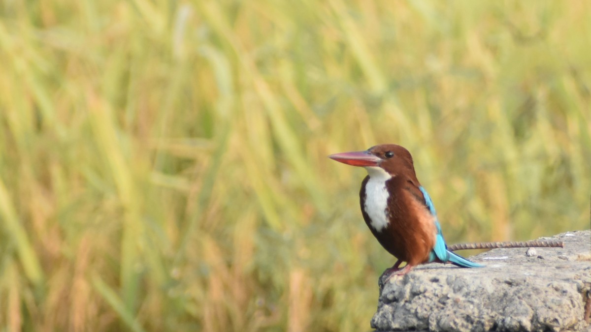 White-throated Kingfisher - ML646044561