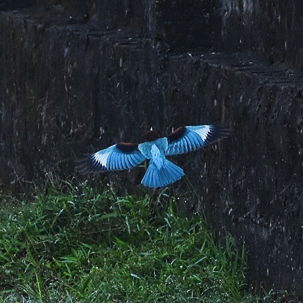 White-throated Kingfisher - ML646044562