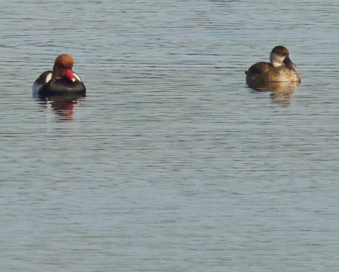 Red-crested Pochard - ML646044563