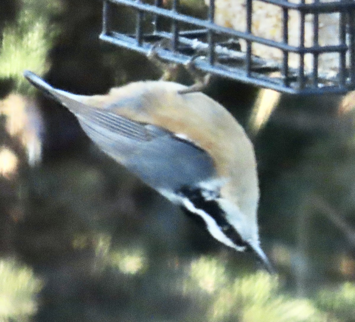 Red-breasted Nuthatch - ML646044564
