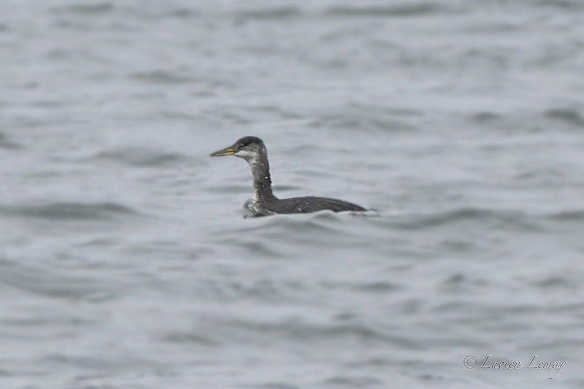 Red-necked Grebe - ML646044565
