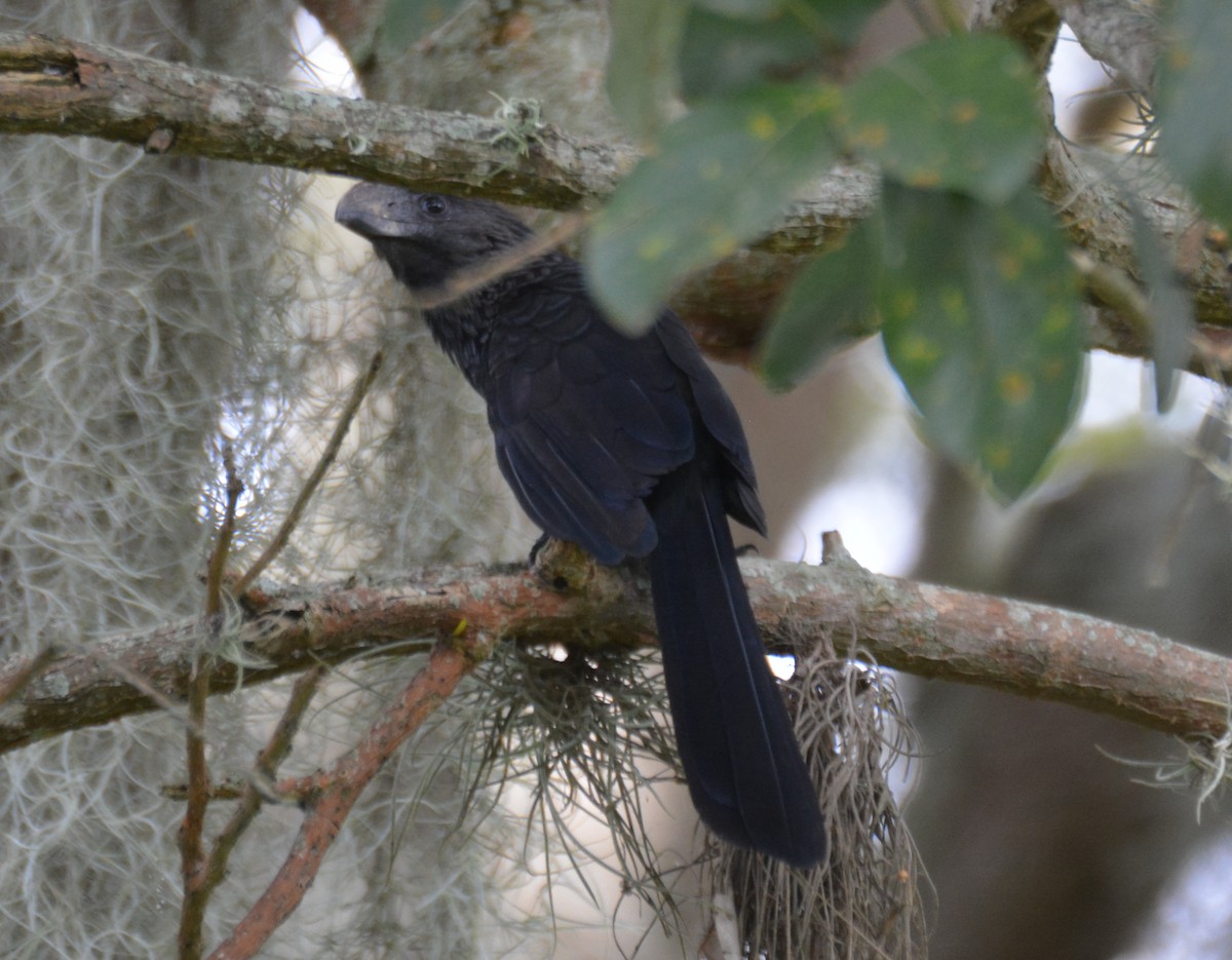 Smooth-billed Ani - ML646044566