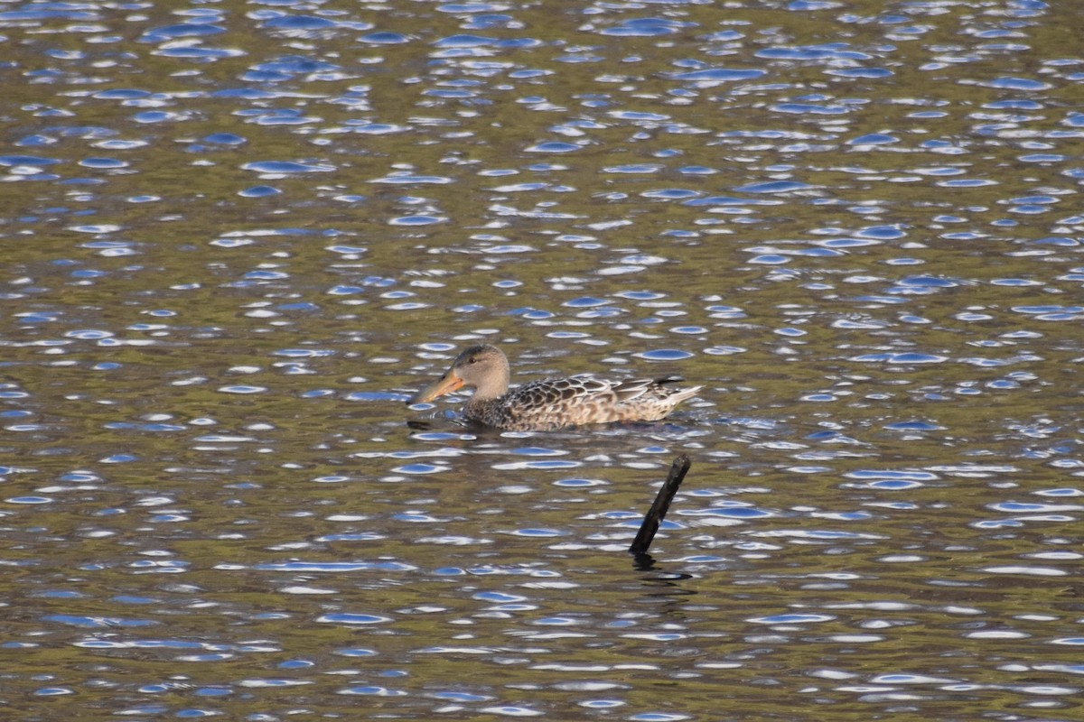 Northern Shoveler - ML646044567