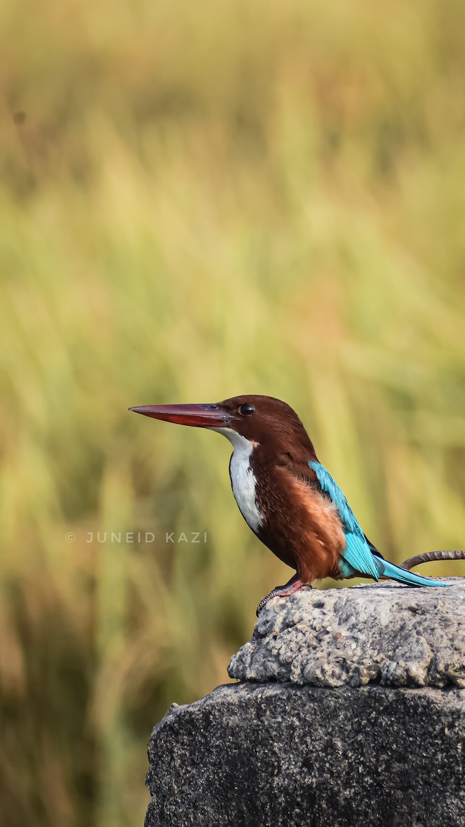 White-throated Kingfisher - ML646044569