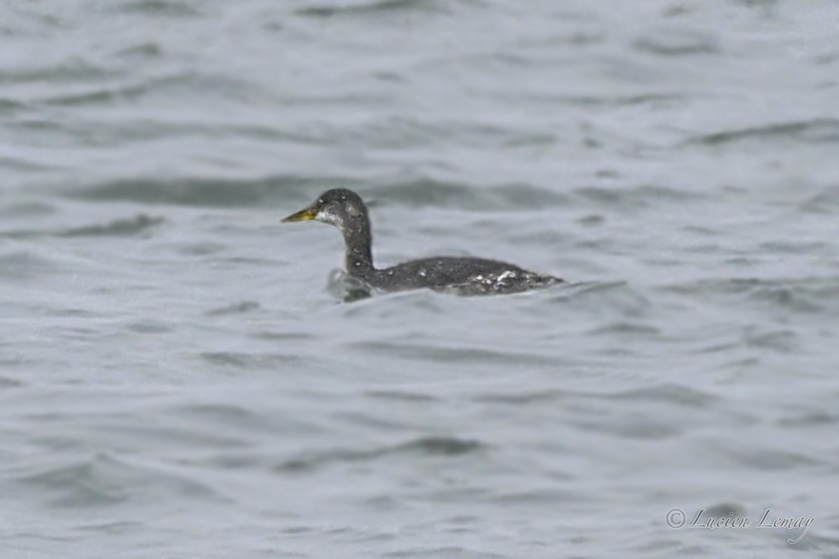 Red-necked Grebe - ML646044570