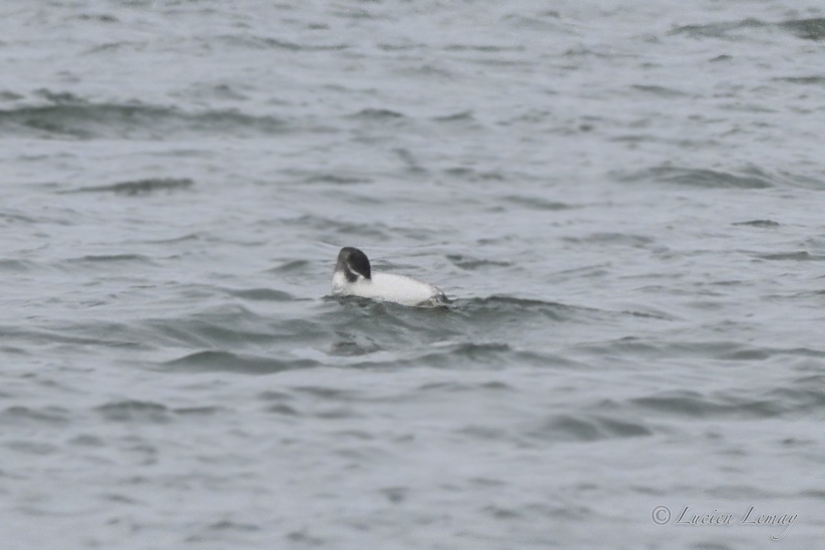 Red-necked Grebe - ML646044571