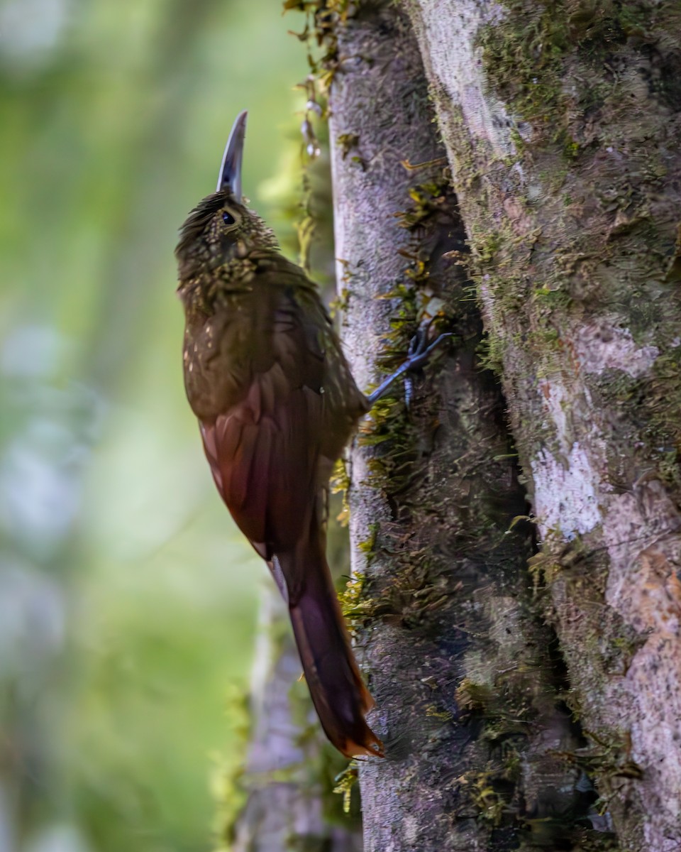 Spotted Woodcreeper - ML646044572