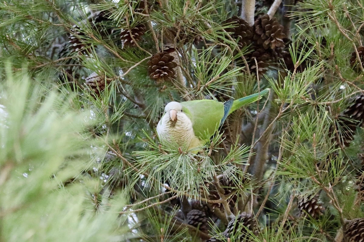 Monk Parakeet - ML646044573