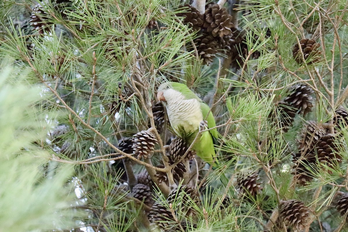 Monk Parakeet - ML646044574