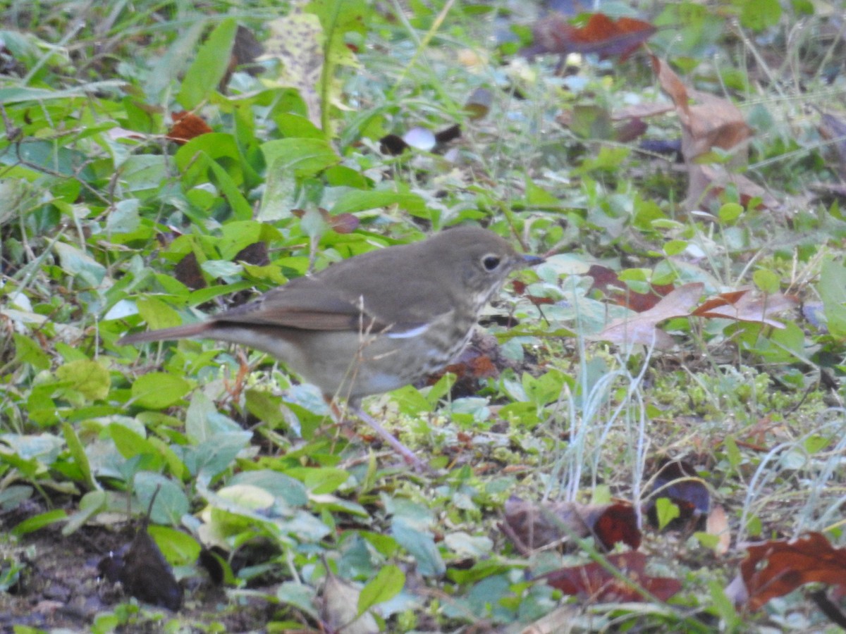 Hermit Thrush - ML646044575