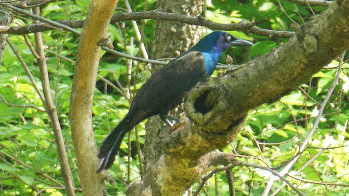 Common Grackle - ML646044576