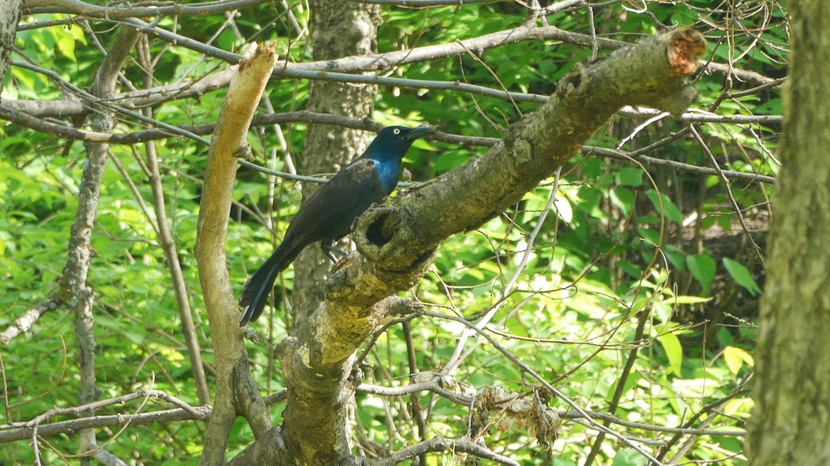 Common Grackle - ML646044577