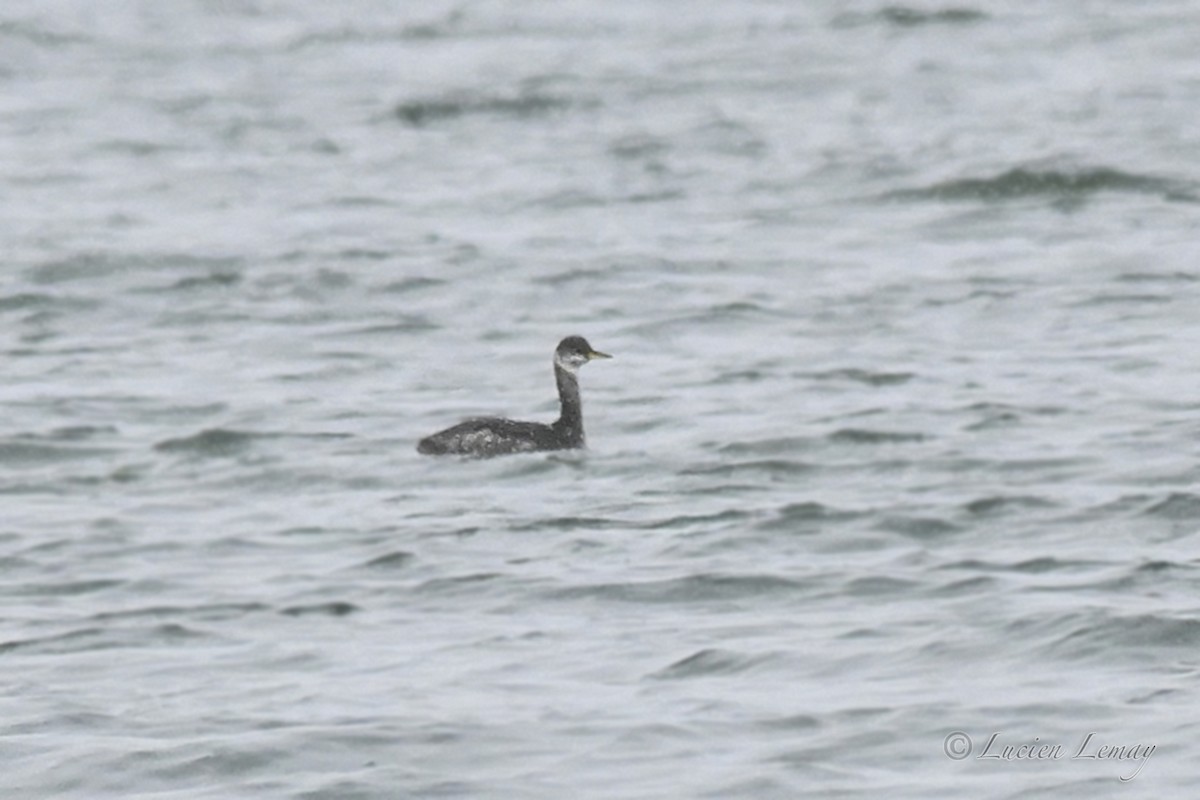 Red-necked Grebe - ML646044578