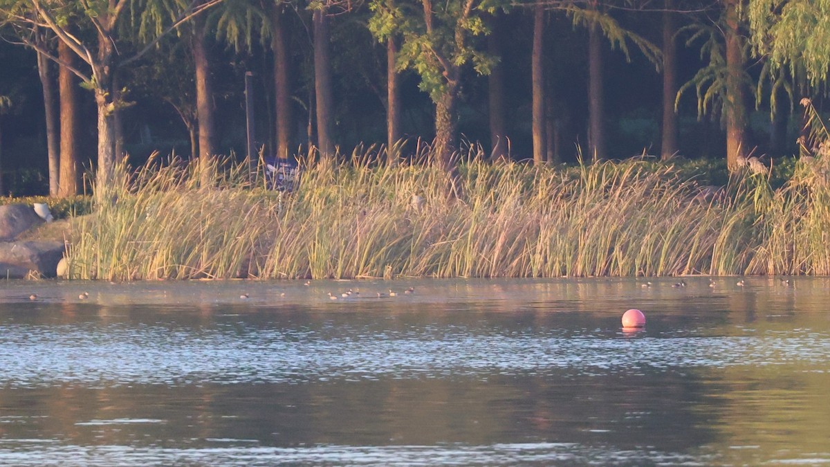 Little Grebe - ML646044579