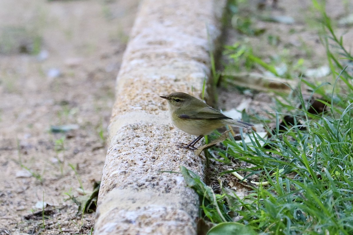 Common Chiffchaff - ML646044580