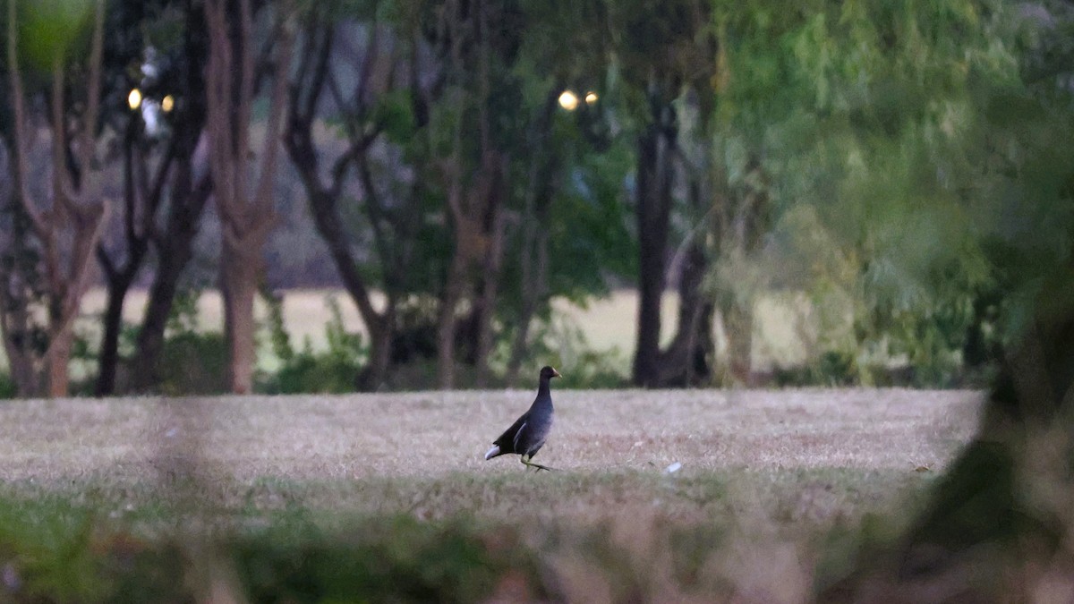 Eurasian Moorhen - ML646044581