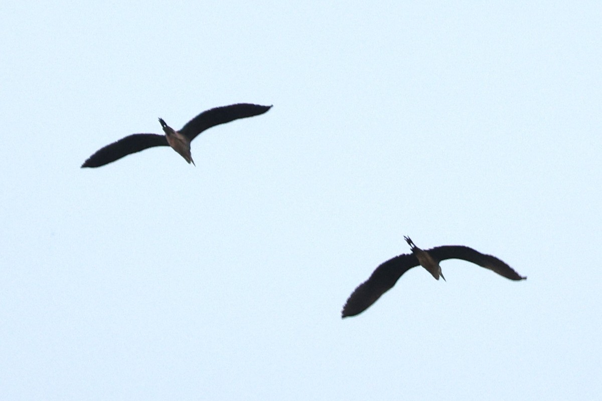 Gray Heron - ML646044582