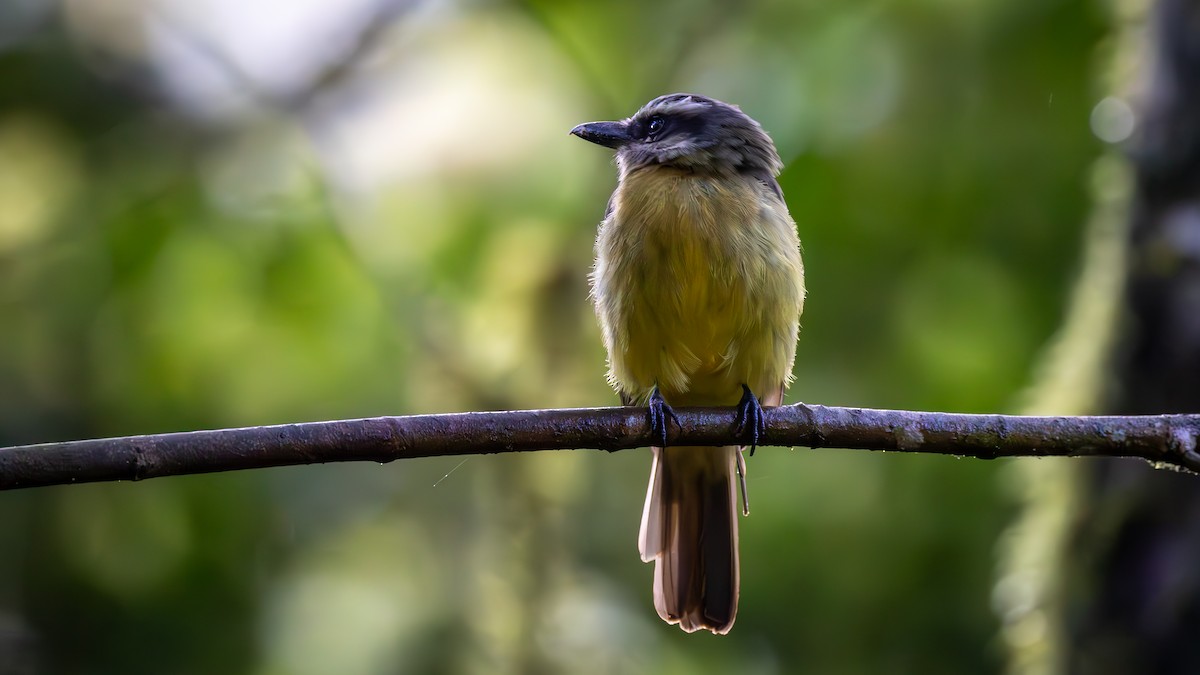 Golden-bellied Flycatcher - ML646044584