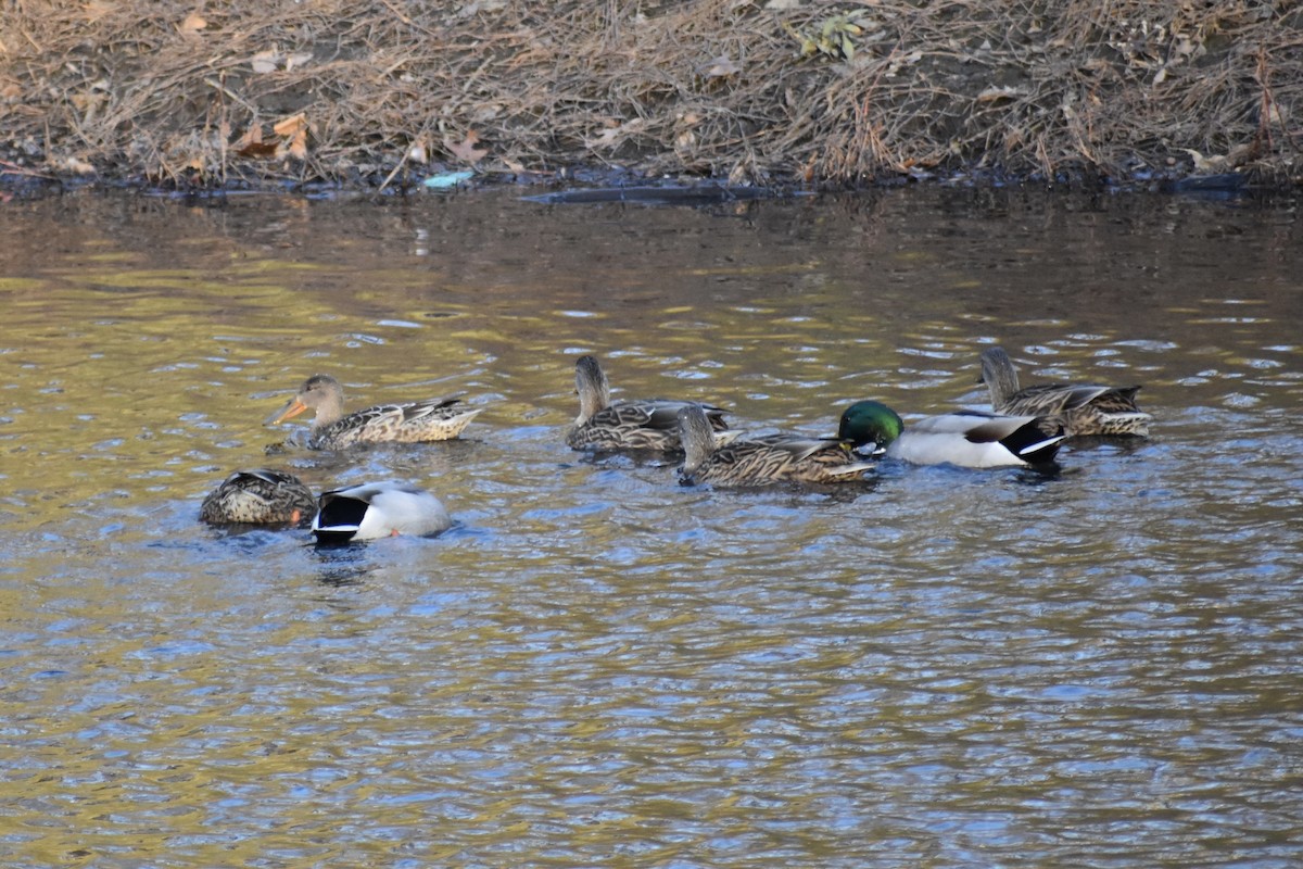 Northern Shoveler - ML646044586