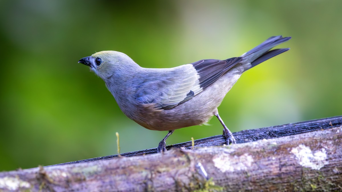 Palm Tanager - ML646044587