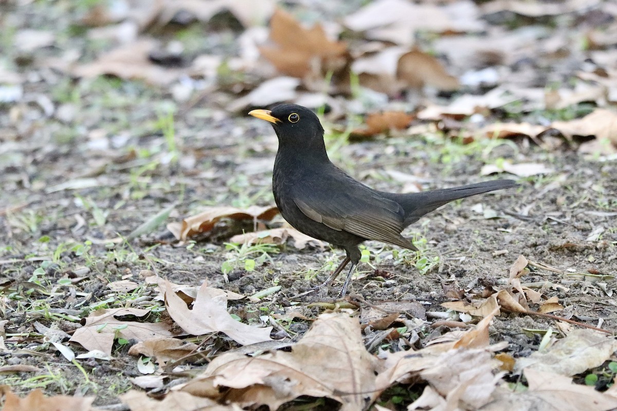 svarttrost - ML646044588