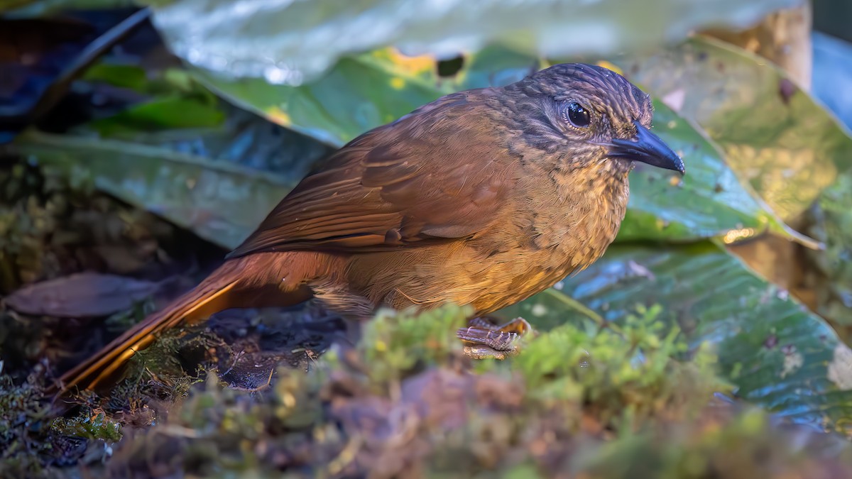 strekhodetrejeger - ML646044589