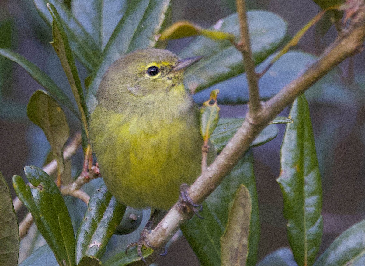 oransjekroneparula - ML646044590