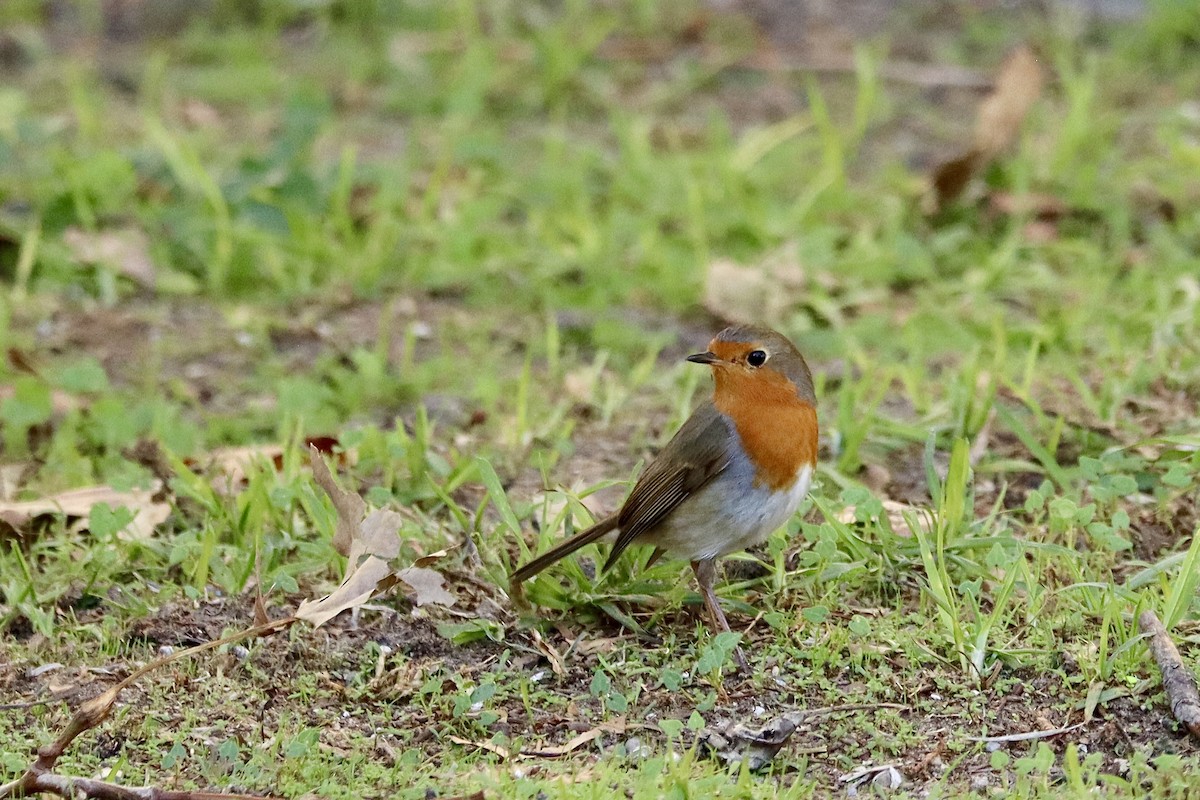 rødstrupe - ML646044594