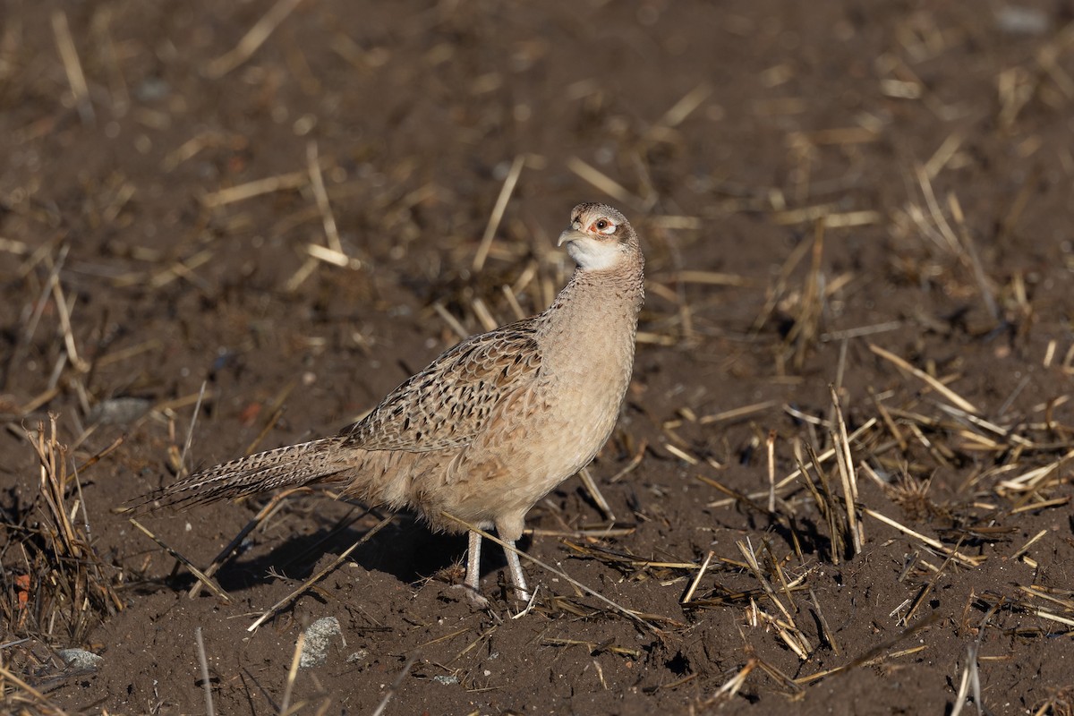 fasan (domestisert) - ML646044595