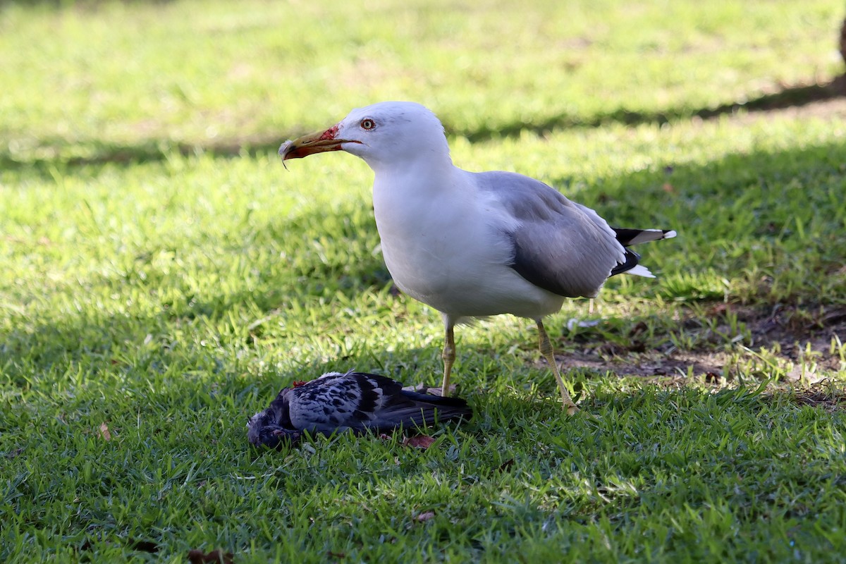 gulbeinmåke - ML646044597