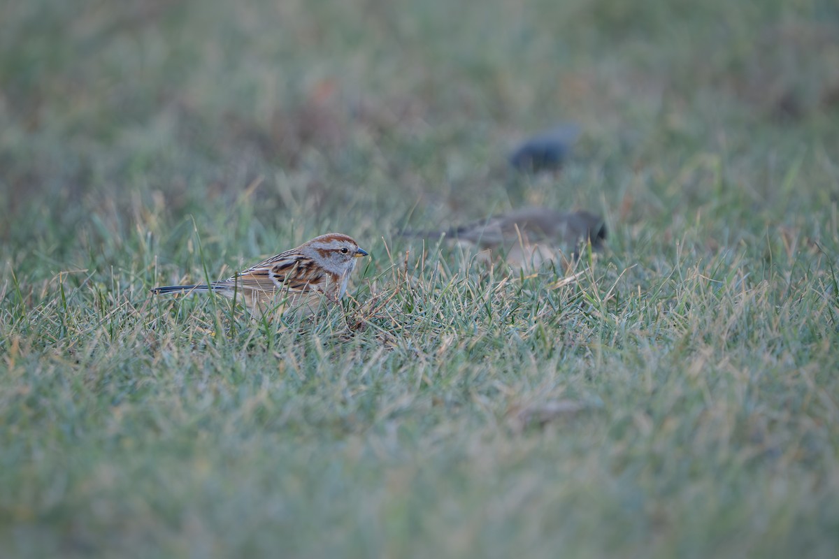 bjørkespurv - ML646044598