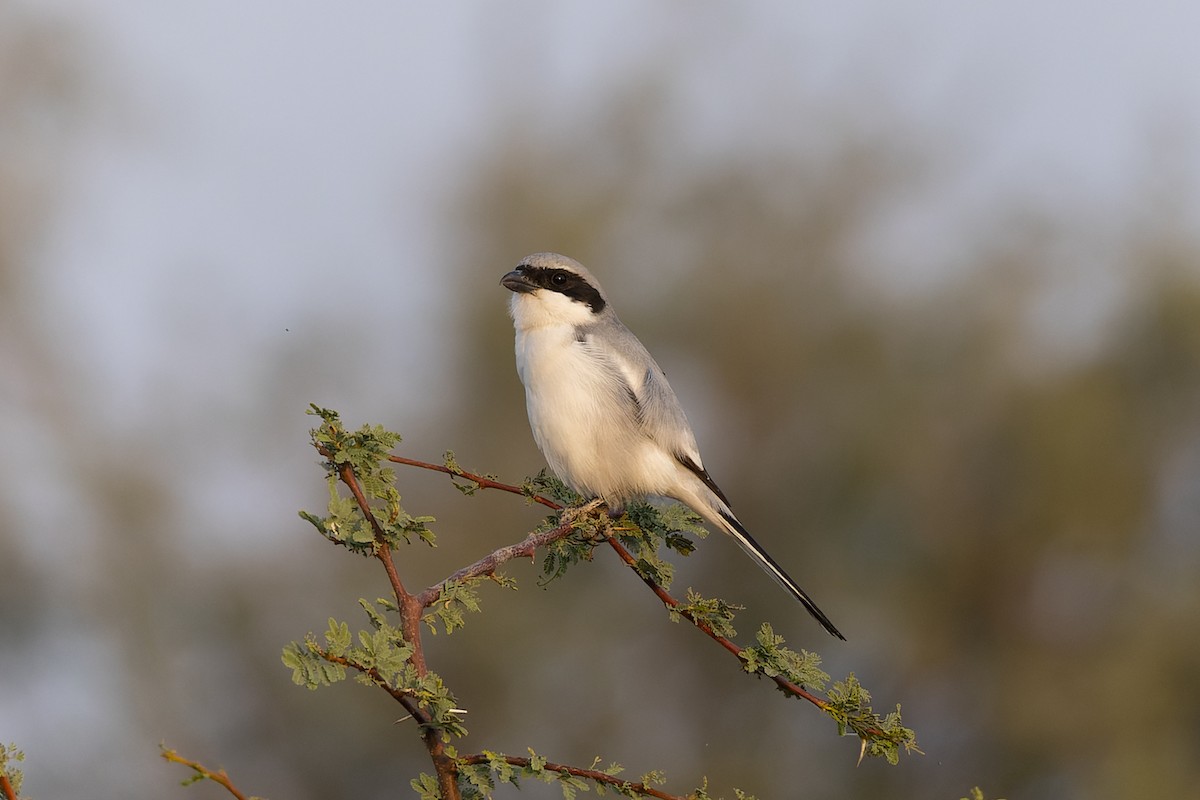 varsler - ML646044600