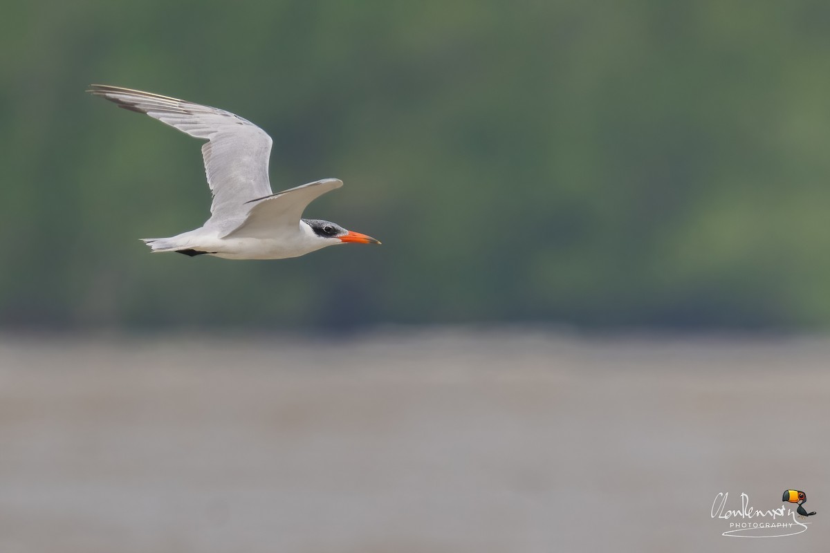 rovterne - ML646044603