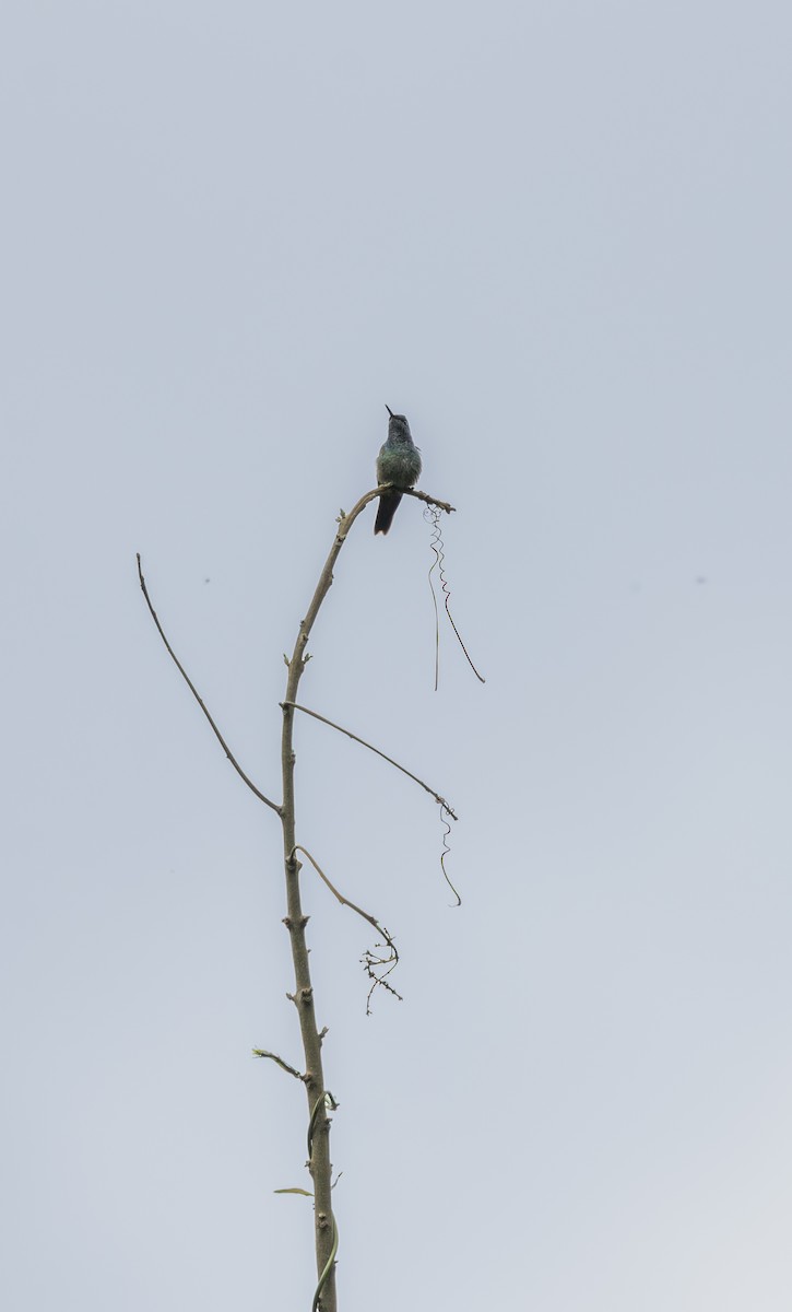 tupikolibri - ML646044604