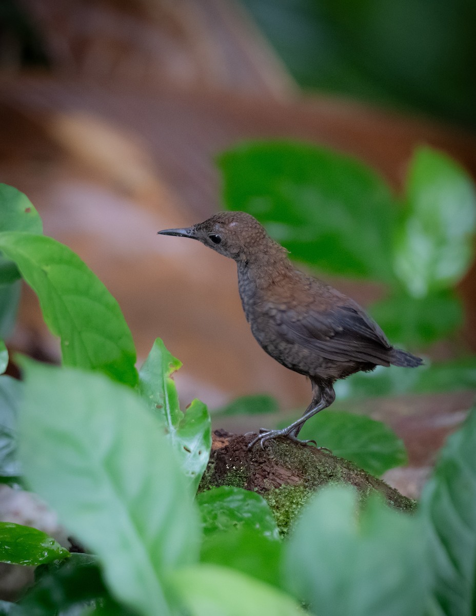 nattergalsmett - ML646044607