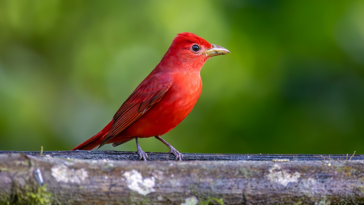 sommerpiranga - ML646044611