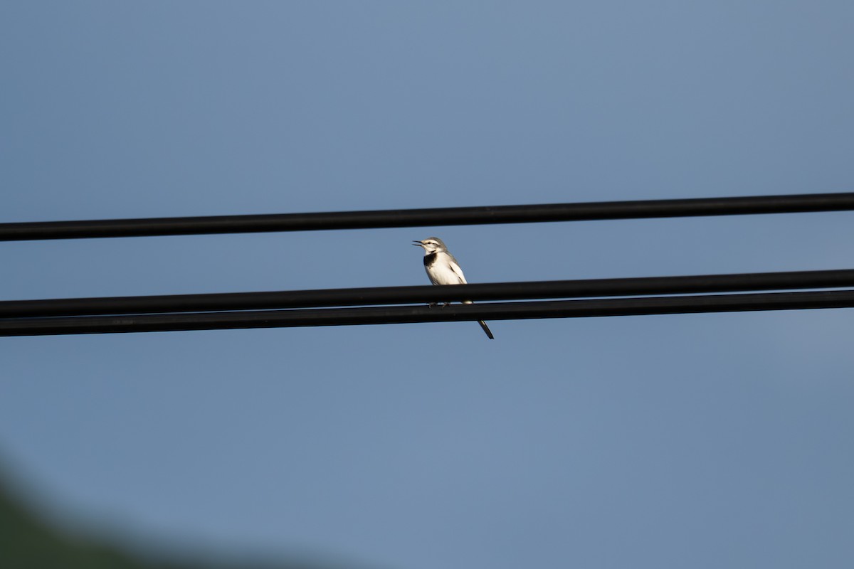 linerle (lugens) (hvitvingeerle) - ML646044612