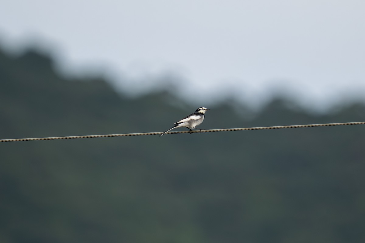 linerle (lugens) (hvitvingeerle) - ML646044613