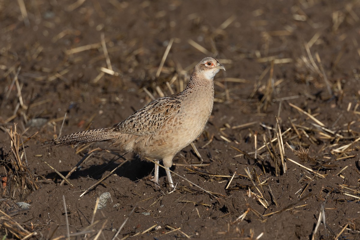 fasan (domestisert) - ML646044616