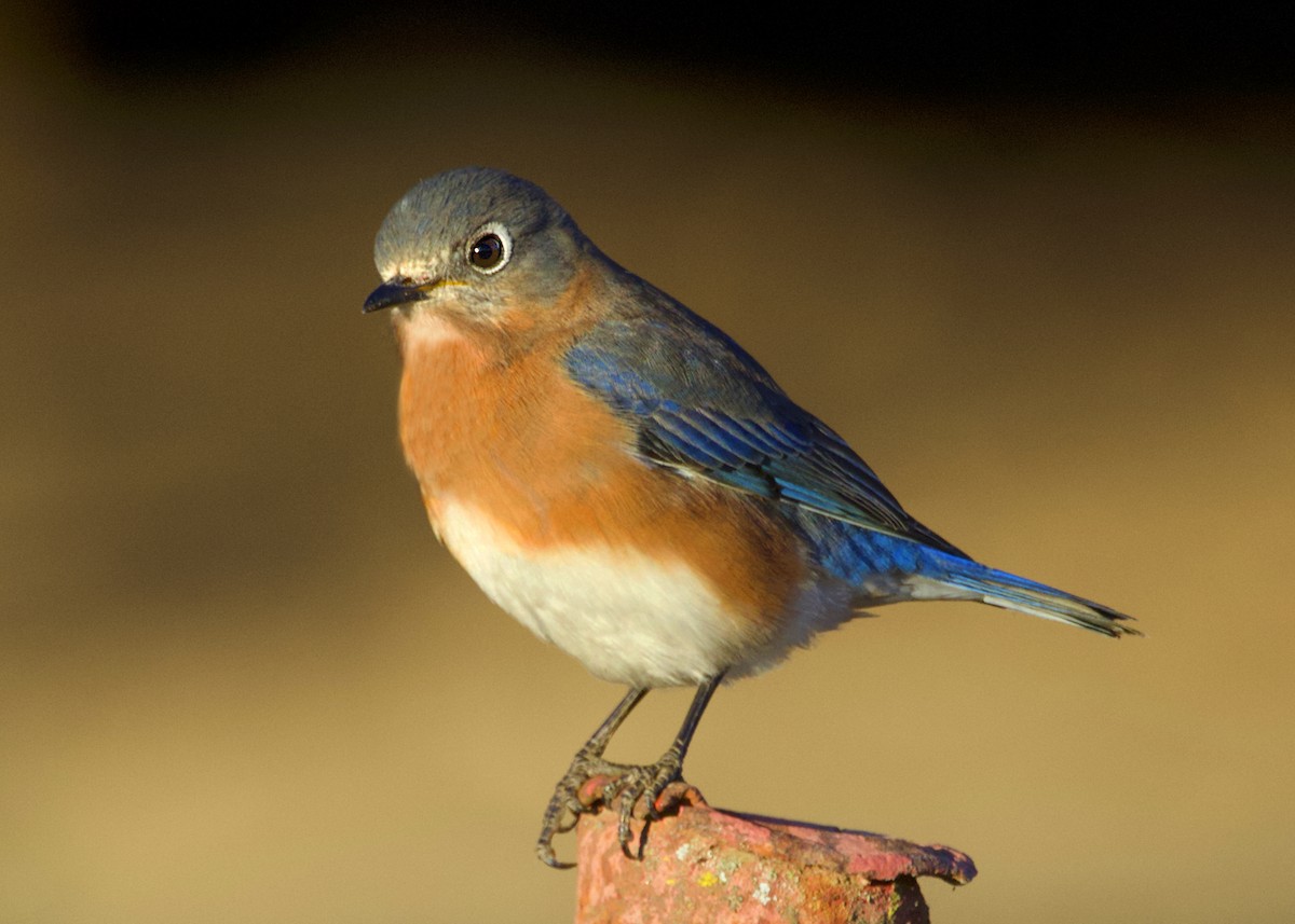 Eastern Bluebird - ML646044626