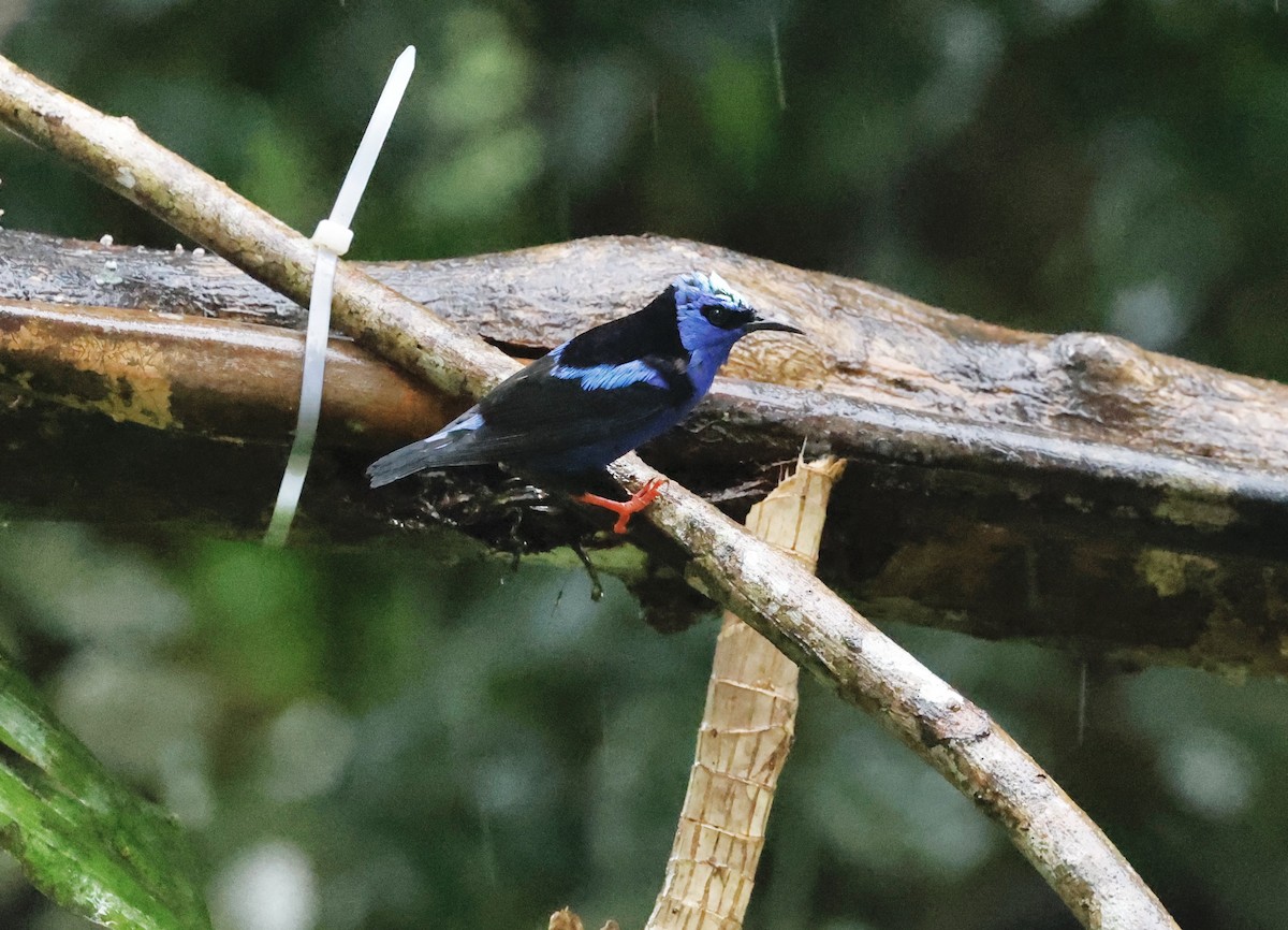 Red-legged Honeycreeper - ML646044642
