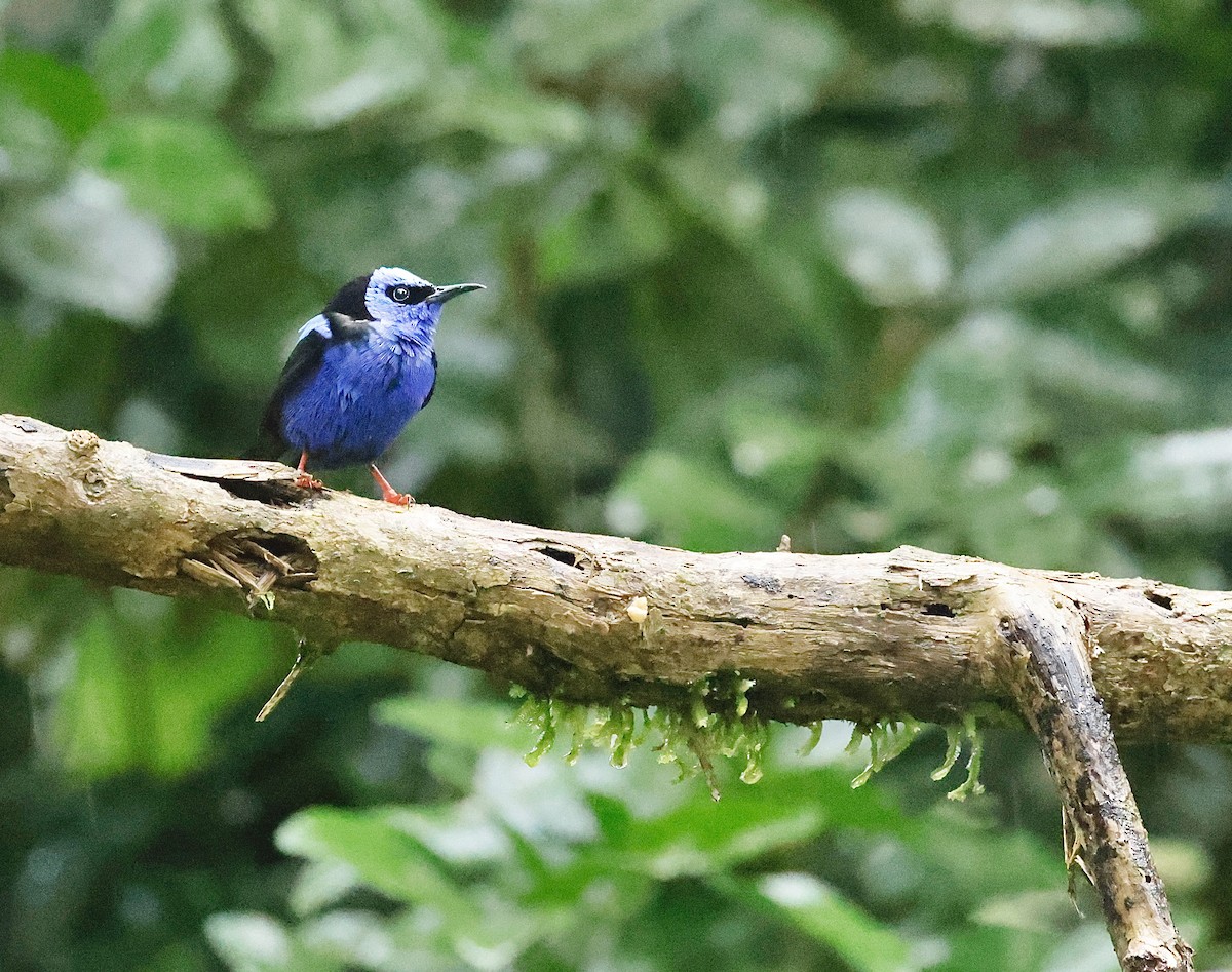 Red-legged Honeycreeper - ML646044643