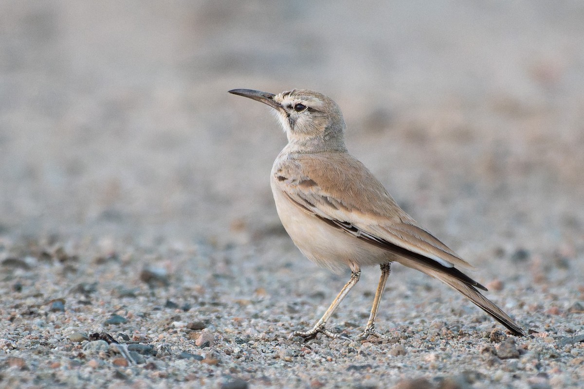 Greater Hoopoe-Lark - ML646044644